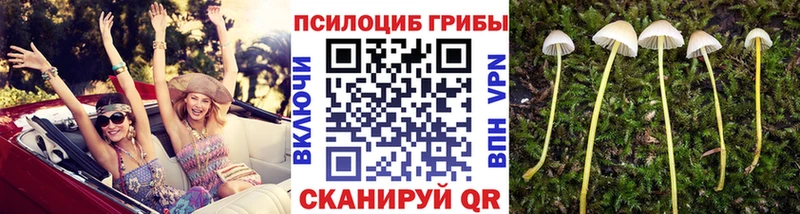 что такое наркотик Черепаново ОМГ ОМГ tor Псилоцибиновые грибы MAGIC MUSHROOMS